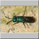 Trichrysis cyanea - Goldwespe w002b 6mm - OS-Wallenhorst-Tongrube.jpg